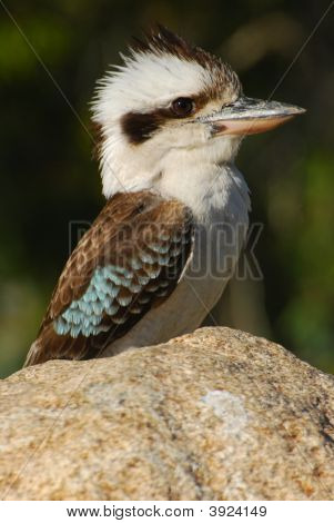 Kookaburra sulle rocce