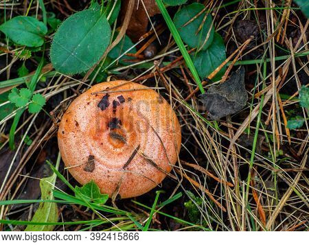 Bloody Milk Cap Mushroom (lactarius Sanguifluus) Isolated In The Forest Ground