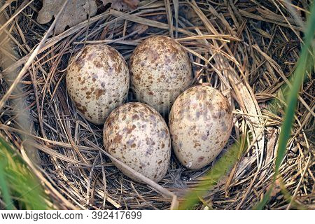 Spotted Eggs Of A Gallinago Media Bird In The Nest. The Nest Is Made Of Dry Grass On The Ground.