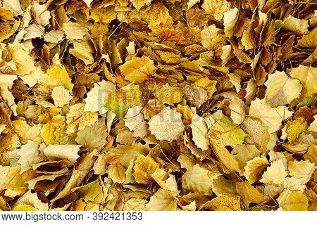 Autumn Background With Yellow Poplar Leaves In The Park. Autumn Orange Yellow Poplar Leaves. Golden 