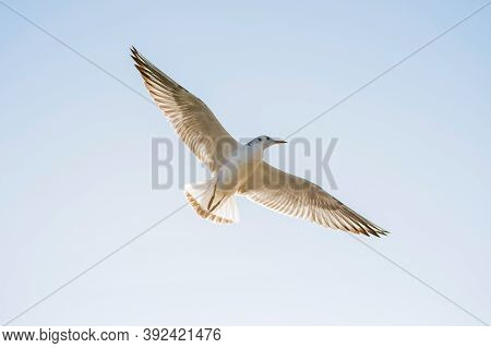 White Seagull Among The Clear Dark Blue Sky. The Seagull Flies Against The Blue Sky. Seagull In Flig