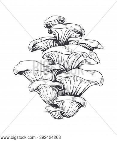 Hand Drawn Honey Mushrooms. Forest Raw Product, Vegetarian Ingredient For Cooking Soup And Pizza Or 