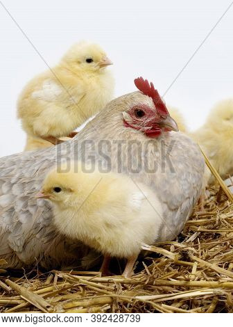 Barbu D'uccle, A Breed From Belgium, Hen And Chicks
