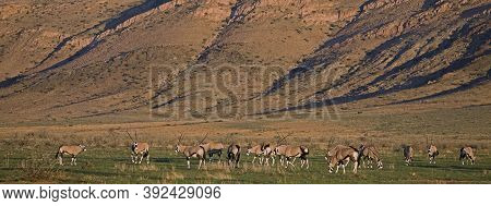 Gemsbok Oryx Gazella, Herd Feeding, Namibia Gemsbok Oryx Gazella, Herd Feeding, Namibia