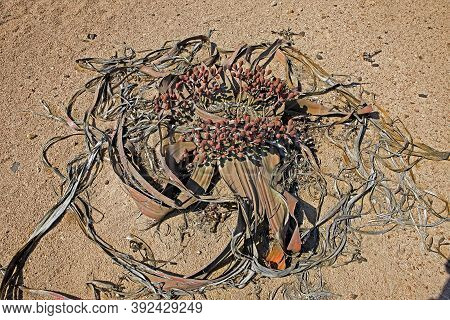 Welwitschia Welwitschia Mirabilis, Namib Desert In Namibia