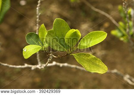Coca Plantation Erythroxylum Coca, Leafs Producing Cocaine, Peru