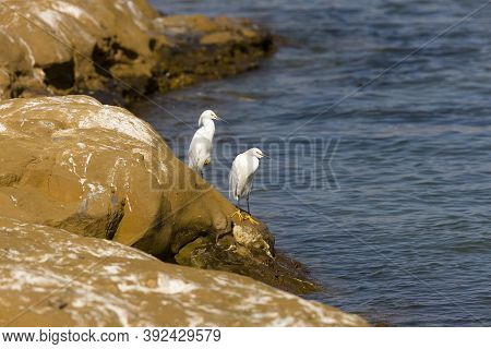Great White Egret Casmerodius Albus, Pair Standing On Rock, Manu Reserve In Peru