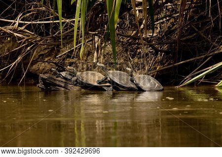Yellow-spotted River Turtle Podocnemis Unifilis, Madre De Dios River In Manu National Park, Peru
