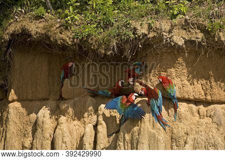 Red-and-green Macaw Ara Chloroptera, Group Eating Clay, Cliff At Manu National Park, Perou