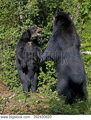 Spectacled Bear Tremarctos Ornatus, Adults Standing On Hind Legs, Fight