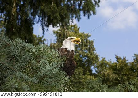 Bald Eagle Haliaeetus Leucocephalus, Adult With Open Beack Because Of Hot Weather