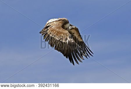 Griffon Vulure Gyps Fulvus Flying Griffon Vulure Gyps Fulvus Flying