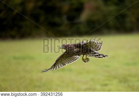 Goshawk Accipiter Gentilis, Juvenile In Flight, Normandy In France