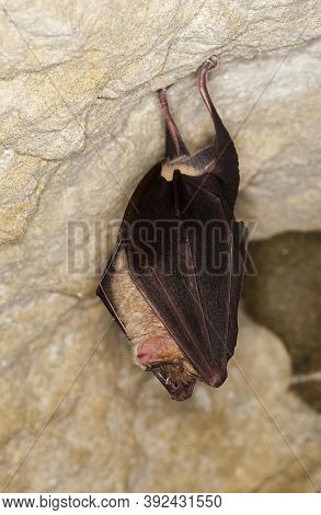 Greater Horseshoe Bat Rhinolophus Ferrumequinum, Close-up Of Head, Adult Hibernating In A Cave, Norm