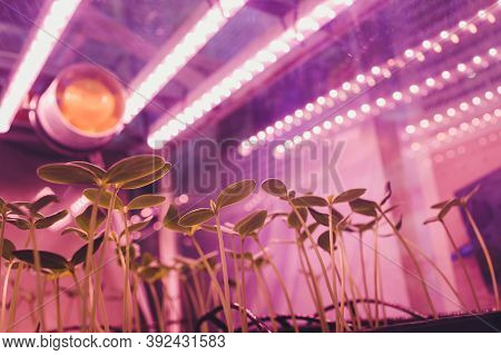 Smart Indoor Farm And Photoperiodism Concept. Selective Focus On Artificial Led Panel Light Source U
