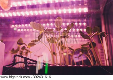 Smart Indoor Farm And Photoperiodism Concept. Selective Focus On Artificial Led Panel Light Source U