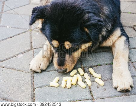 Black-beige Mongrel Dog Sniffs Corn Sticks While Lying On The Paving Slabs