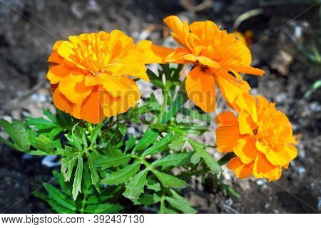 Three Bright Orange Marigolds (sunrose, Tagetes Patula) Planted In The Ground. Summer Flowers On A D