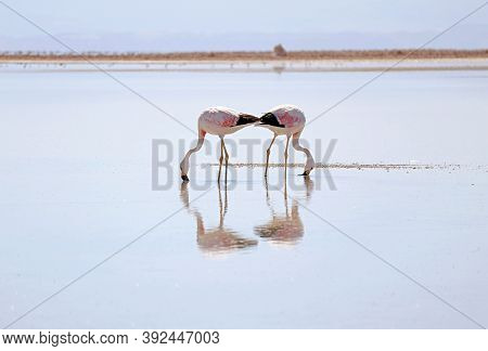 Pair Of Beautiful Flamingos Grazing In Chaxa Lagoon, Part Of Salar De Atacama Salt Flat In Antofagas