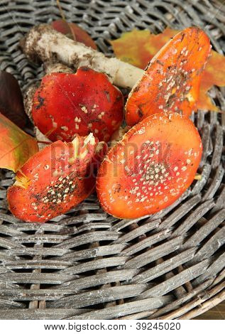 červená amanitas, na pozadí proutí