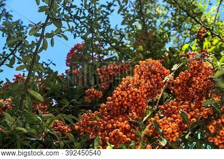 Beautiful Orange Ripe Hawthorn Berries (pyracantha Angustifolia) On Tree With Green Leaves. Absolute