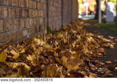 Lots Of Fallen Autumn Brown Leaves On The Sidewalk Beside The Brick Wall. Focus On Foreground. Beaut