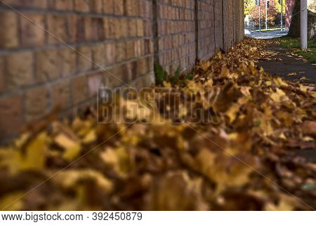 Lots Of Fallen Autumn Brown Leaves On The Sidewalk Beside The Brick Wall. Focus On Background. Beaut