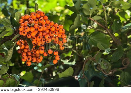 Beautiful Orange Ripe Hawthorn Berries (pyracantha Angustifolia) On Tree With Green Leaves. Absolute
