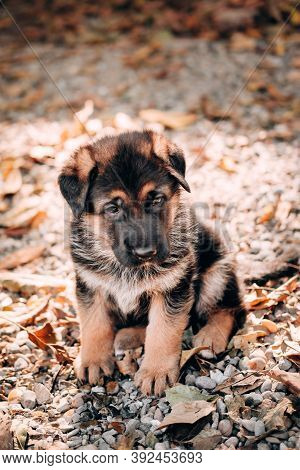 Charming Little Thoroughbred Dog, Kennel Of High-bred German Shepherds. Cute Black And Red German Sh