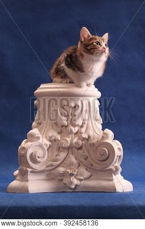 Spotted Kitten Sitting In Original Unusual Place, On Alabaster Capital, On Blue Background In Studio