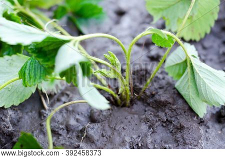 Freshly Planted Strawberry Bushes Close-up. Young Strawberry Bushes