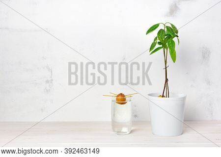 Young Avocado Plant In A White Pot, Sprouting Avocado Seeds In A Glass Of Water, On A White Backgrou