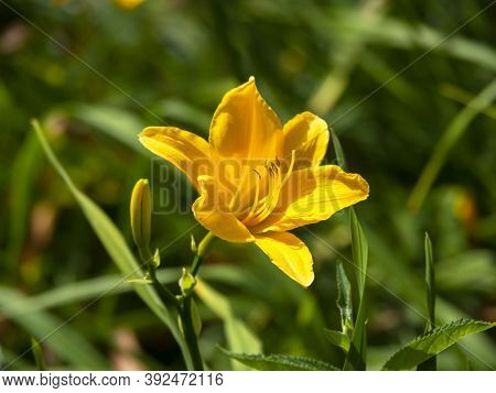 Lovely Yellow Hemerocallis Daylily Flower Catching Sunlight In A Garden, Variety Aten