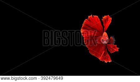 Red Betta Fish,siamese Fighting Fish In Movement Isolated On Black Background. Capture The Moving Mo