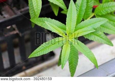 A Top View Of The Leves On A Sweet Stevia Herb Plant