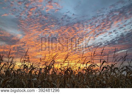Near Harvest Time, Cornstalks In An Indiana Farm Cornfield Are Silhouetted By A Dramatic And Colorfu