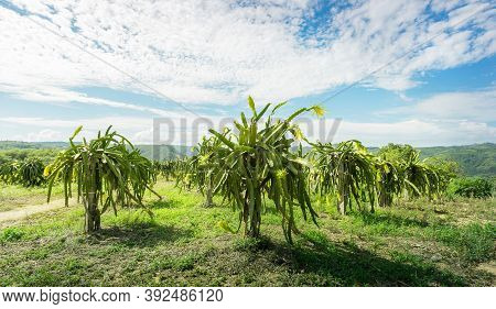 Dragon Fruit On Plant, Raw Pitaya Fruit On Tree, A Pitaya Or Pitahaya Is The Fruit Of Several Cactus