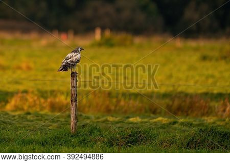 Falcon Bird Of Prey Sits In A Meadow On A Pole, In The Autumn Sun