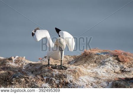 Northern Gannet With Spreadout Wings Landing Near His Mate In A Breeding Colony At Cliffs Of Helgola