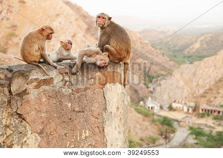 Monkey temple Galwar Bagh i Jaipur, Indien