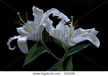 Lillies