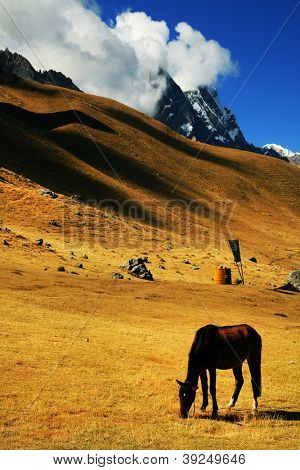 Hest i Cordiliera Huayhuash, Gennemlæsning, Sydamerika