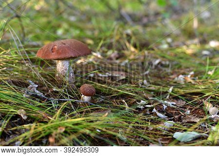 Big And Small Mushroom, Brightly Dark Red Boletus In The Grass Sedge.