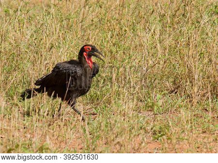Southern Ground Hornbill (Bucorvus leadbeateri)