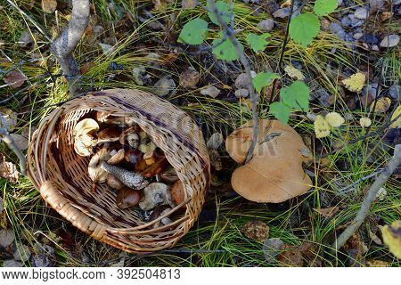 A Wicker Basket Of Mushrooms Thrown Next To A Huge Mushroom Cap That Was Found.