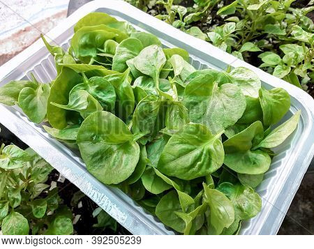 Fresh Green Vegetable Brazilian Spinach Also Known As Sissoo Spinach Or Samba Lettuce In Plastic Box