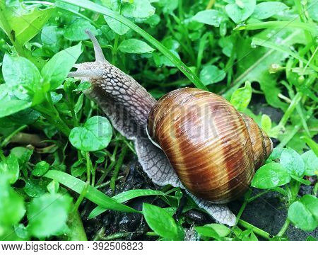 Small Garden Snail In Shell Crawling On Wet Road, Slug Hurry Home. Snail Slug Consist Of Edible Tast