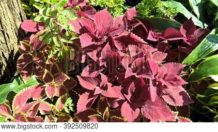 Scenic View Of Coleus Plants Also Called Coleus Blumei Or Plectranthus Scutellarioides