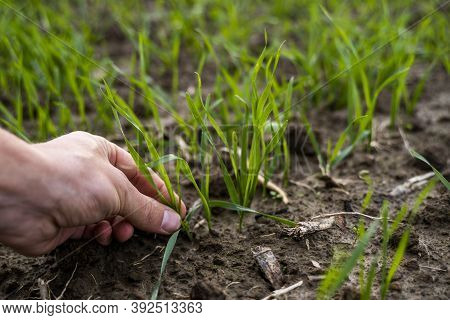 Close Up Young Green Wheat Seedlings Growing In A Soil On A Field In A Sunset. Close Up On Sprouting