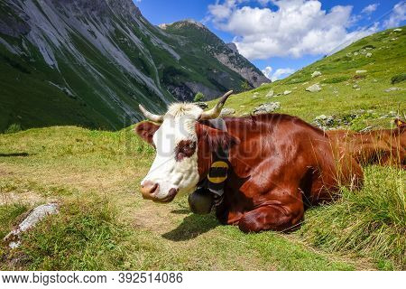 Cows In Alpine Pasture, Pralognan La Vanoise, French Alps